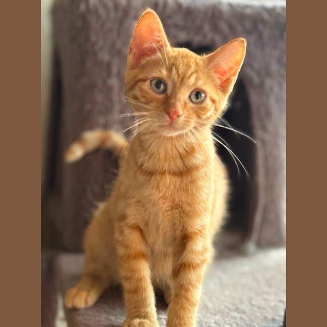 Photo of Jake 🐈🧡🧡