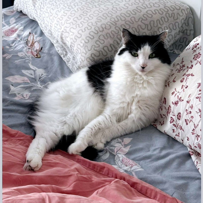 Photo of Lyra
