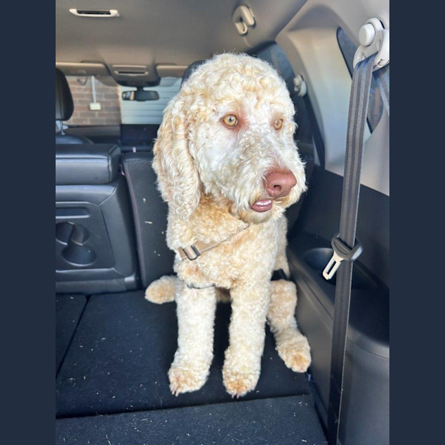 Photo of Patch And Stella Valenti