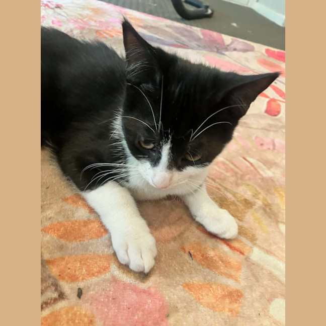 Photo of Domino *9 Lives Project Rescue*