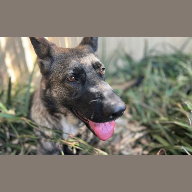 Photo of Maple