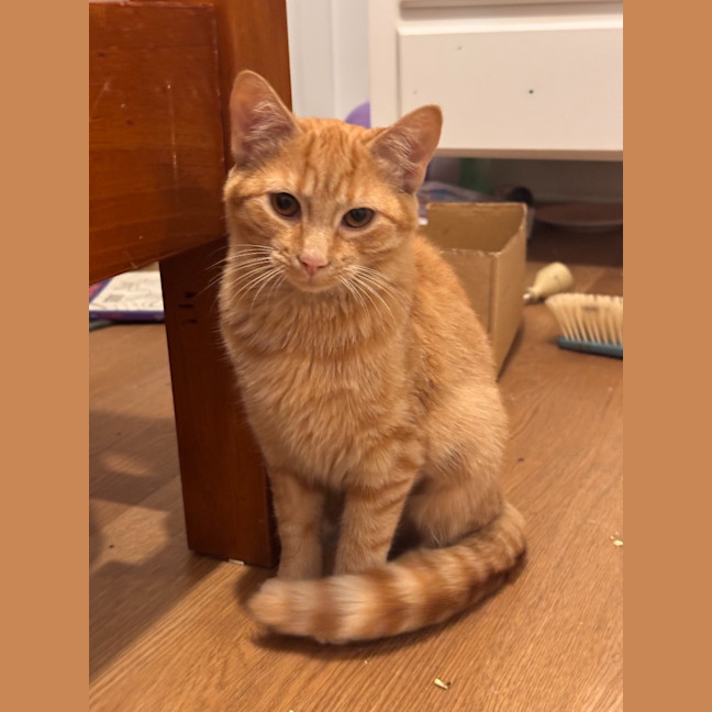 Photo of Sunny's Prophecy