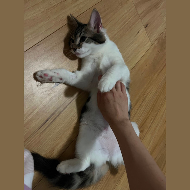 Photo of Minty 