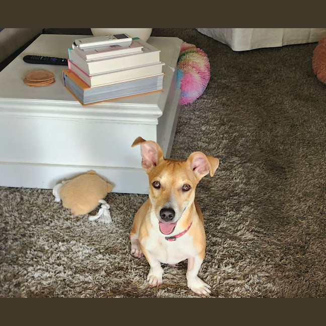 Photo of Piper (Pip)
