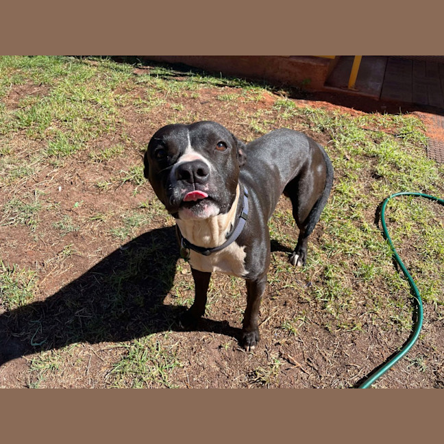 Photo of Koda