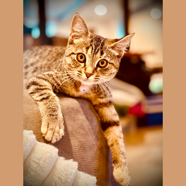 Photo of Lucky