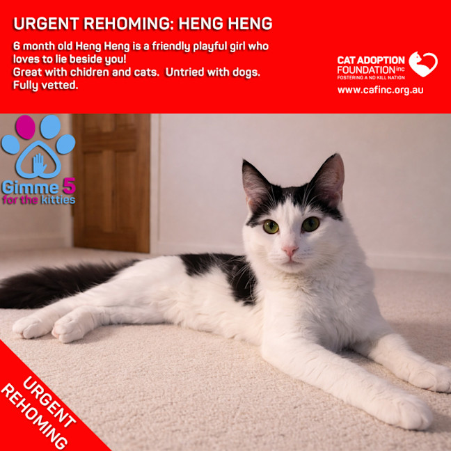 Photo of Heng Heng