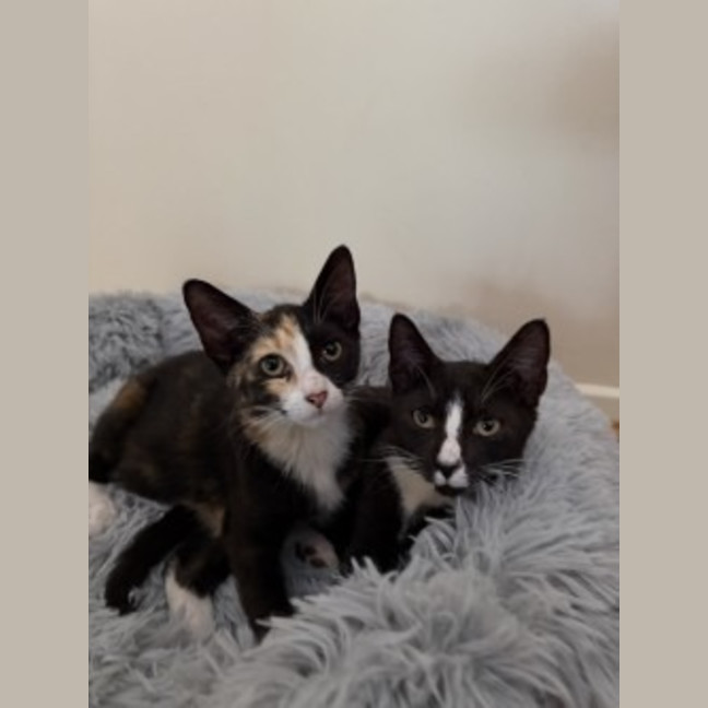 Photo of Artemis