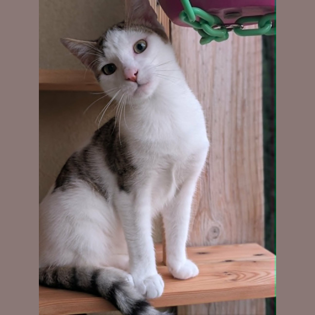 Photo of Nando   In Foster Care In Westmeadows
