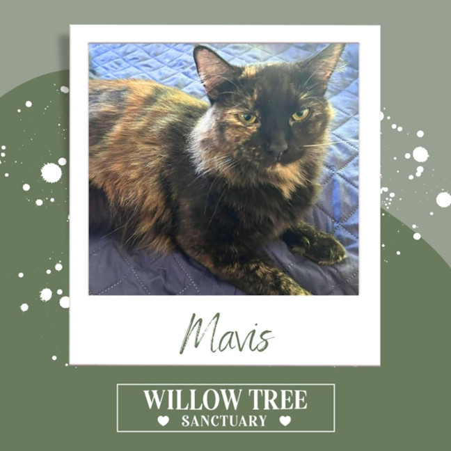 Photo of Mavis