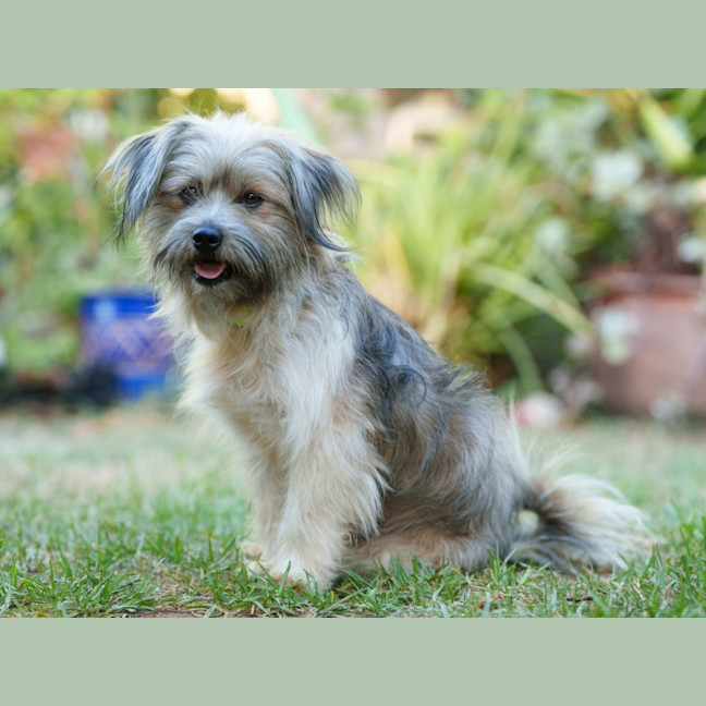 Photo of Rubble & Billy 