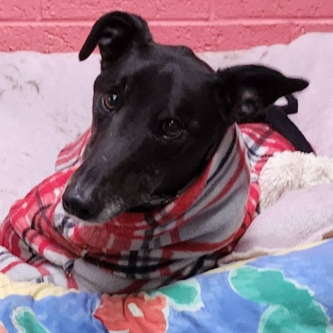 Photo of Roo The Greyhound