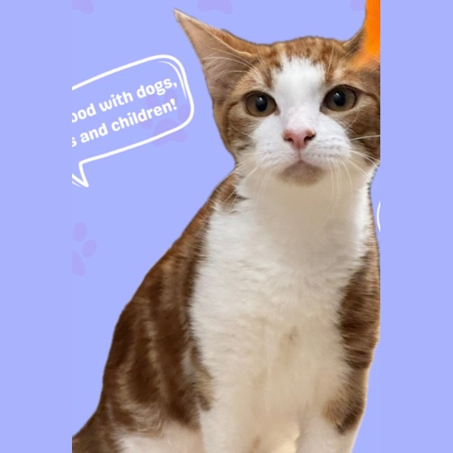 Photo of Rusty