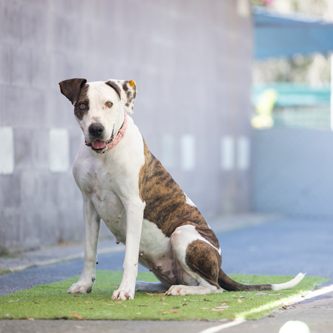 Photo of Roxy