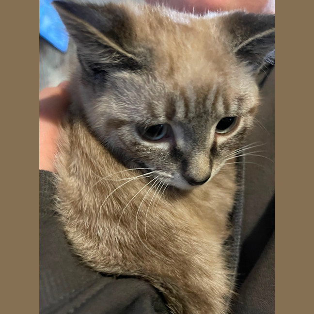 Photo of Bolt