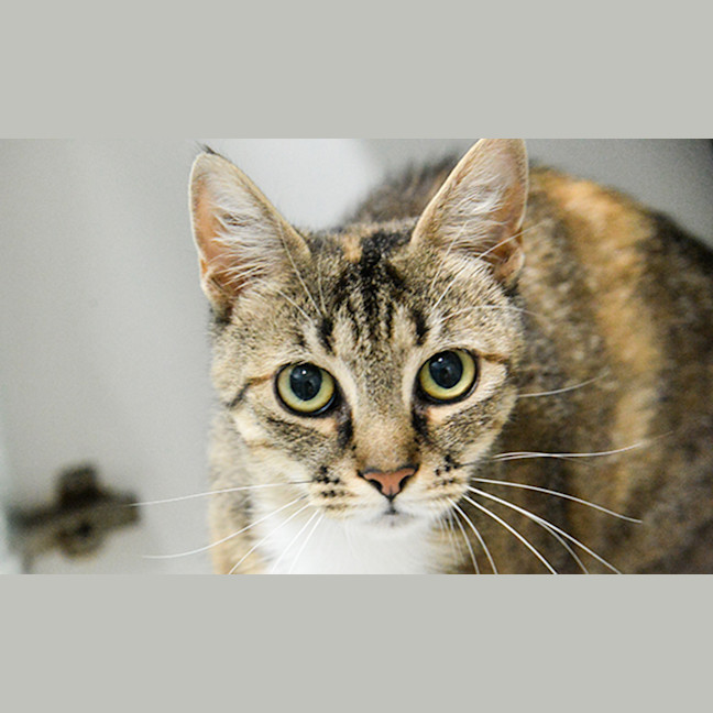 Photo of Cilantro