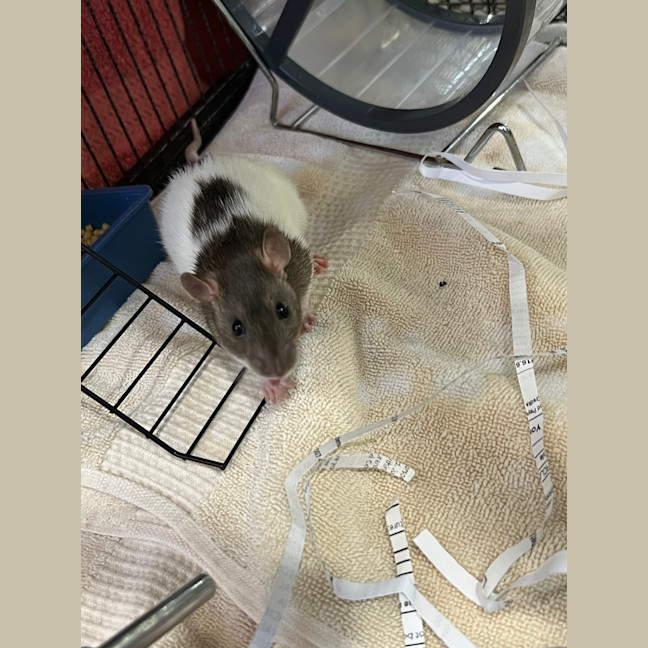 Photo of Kiki