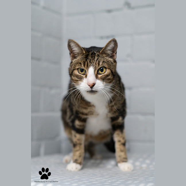 Photo of Harley
