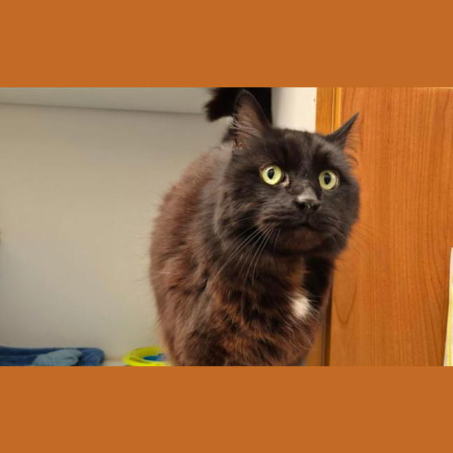 Photo of Domino