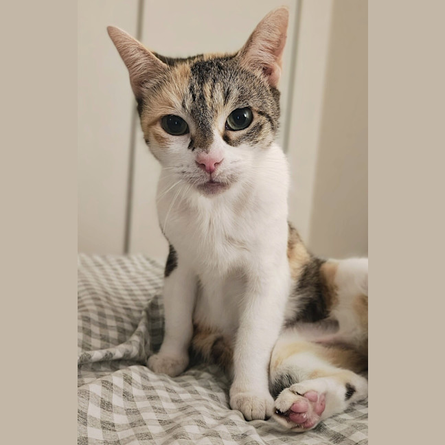 Photo of Twigy