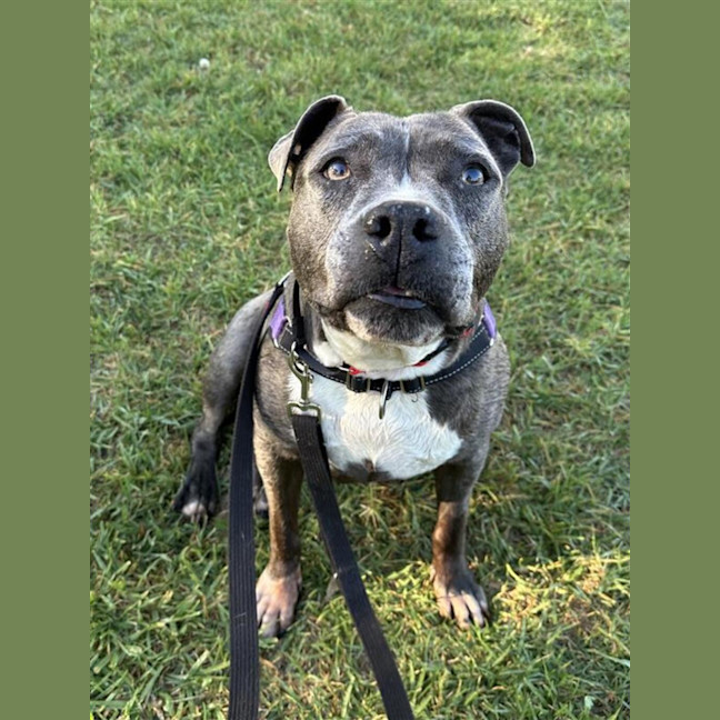 Photo of Koda
