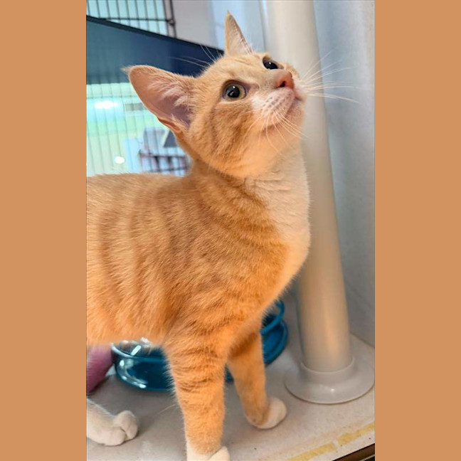 Photo of Chester