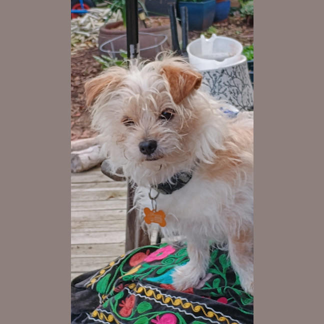 Photo of Odie
