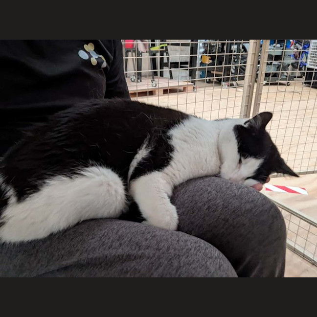 Photo of Plush**2nd Chance Cat Rescue**