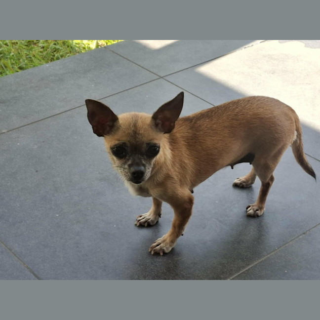 Photo of Pixie   3 Year Old Chihuahua