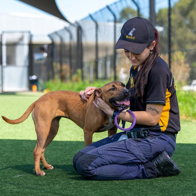 Photo of Cinnamon Imp 2558