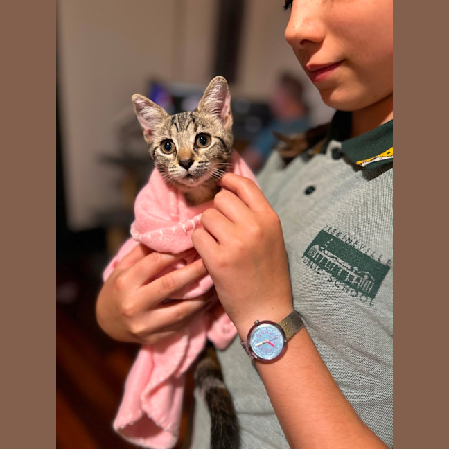 Photo of Licketty Split