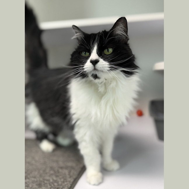Photo of Pippin