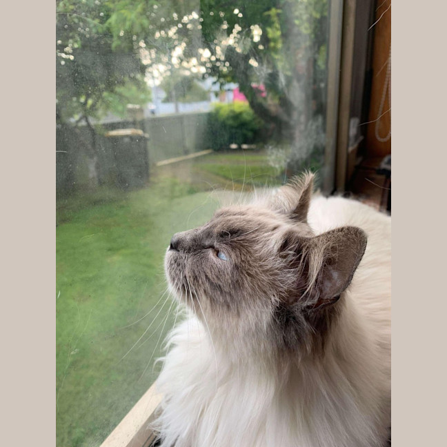 Photo of Mish (Ragdoll)