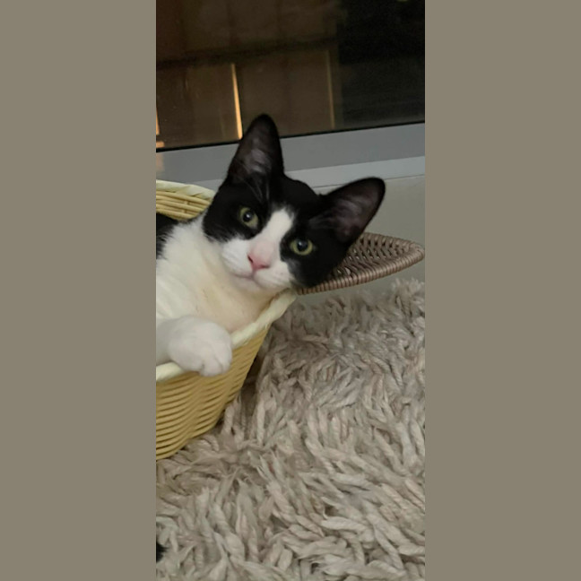 Photo of Achilles