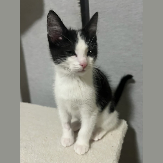 Photo of Astro