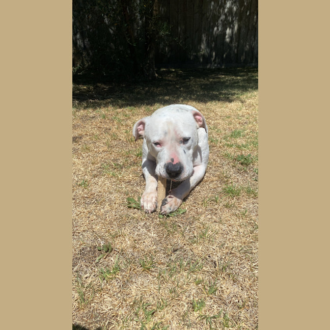 Photo of Boogie Board