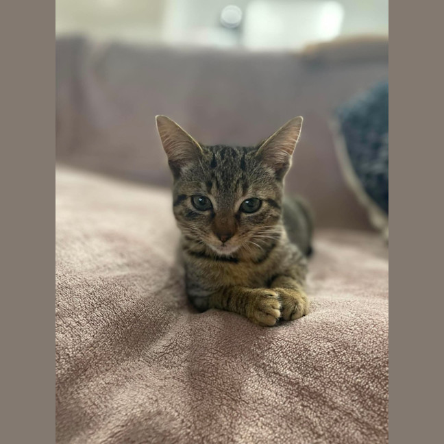 Photo of Tinkerbell