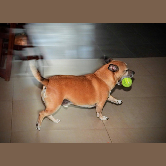 Photo of Barney