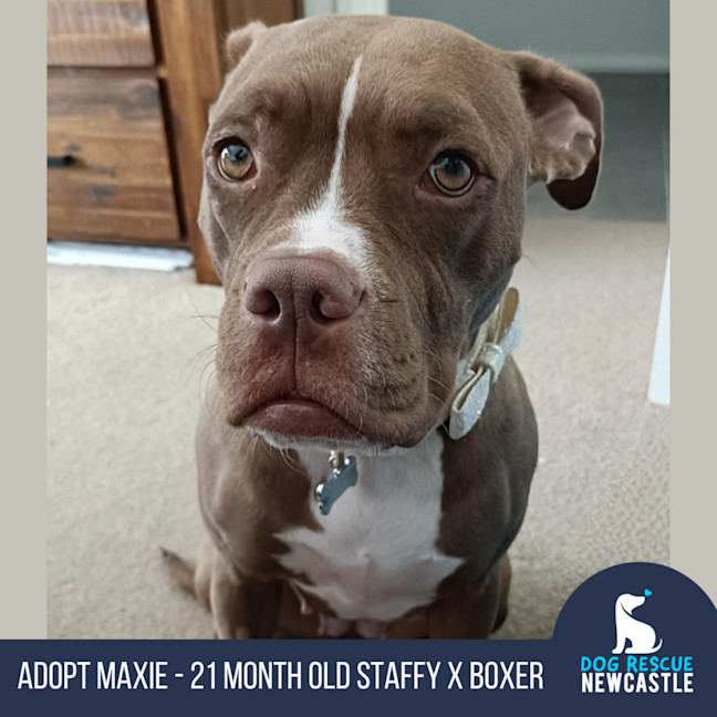 Photo of Maxie   21 Month Old Staffy X Boxer