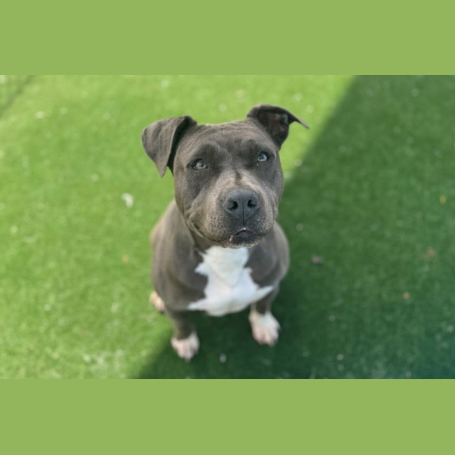 Photo of Bella Imp 2096