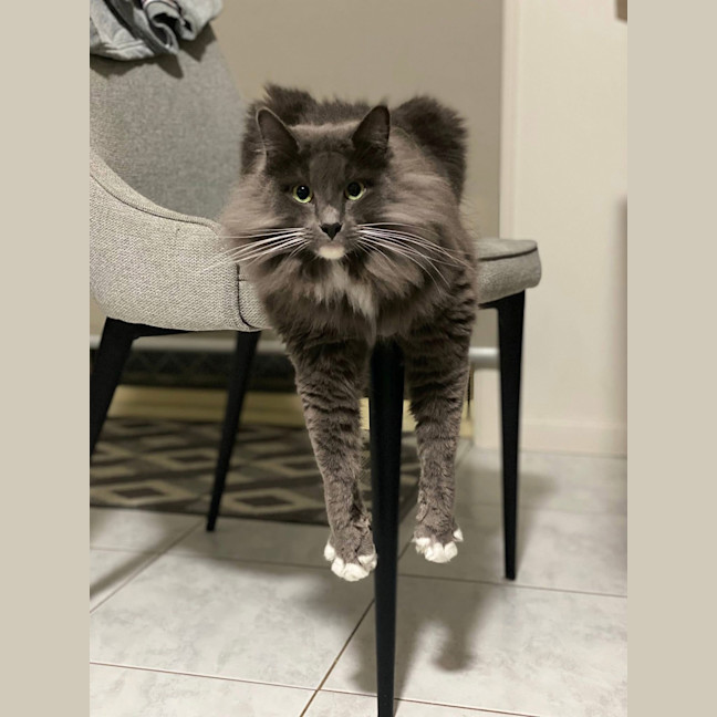 Photo of Oscar