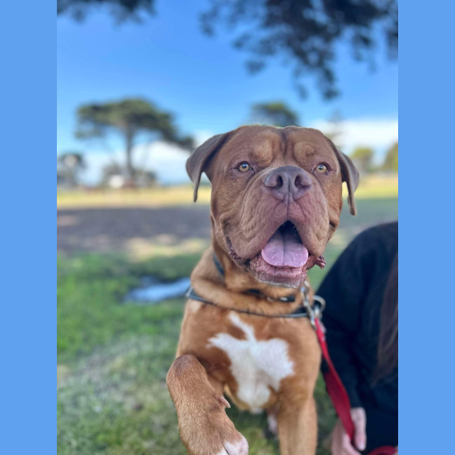 Photo of Apollo