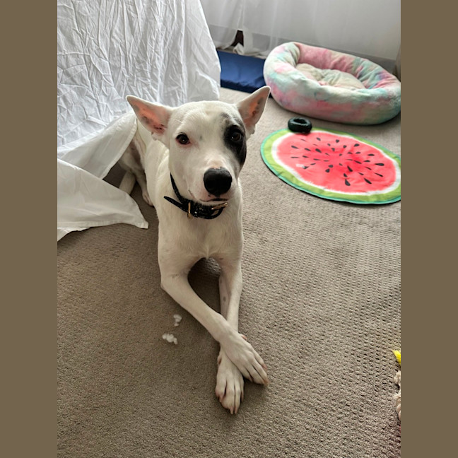 Photo of Luna Lou   2 Year Old Staffy X