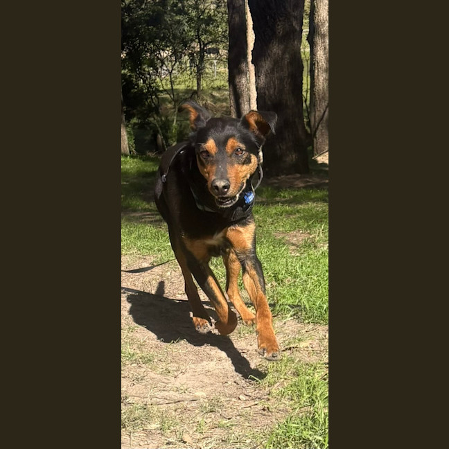 Photo of Buddy   9 Year Old Kelpie