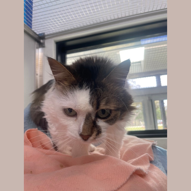 Photo of Bella (Bonded To Molly)