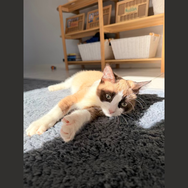 Photo of Toast