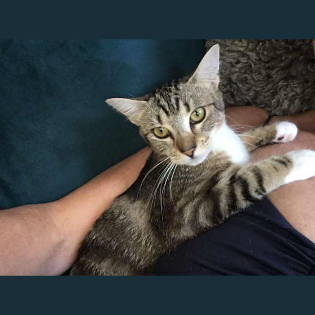 Photo of Piper
