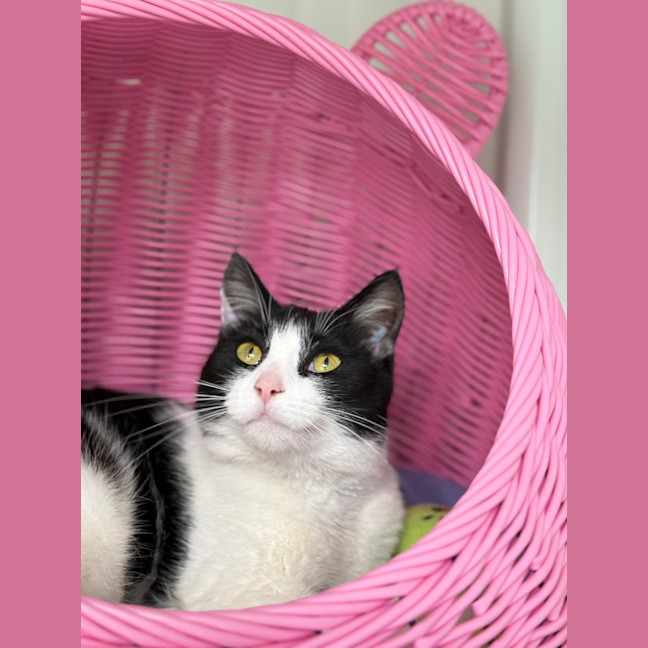 Photo of Lady
