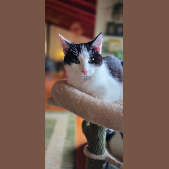 Photo of Espie ** 2nd Chance Cat Rescue **
