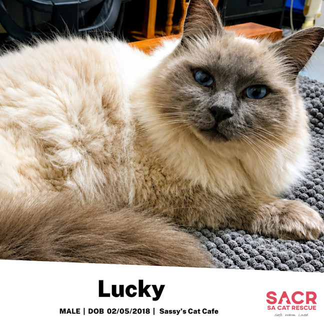 Photo of Lucky